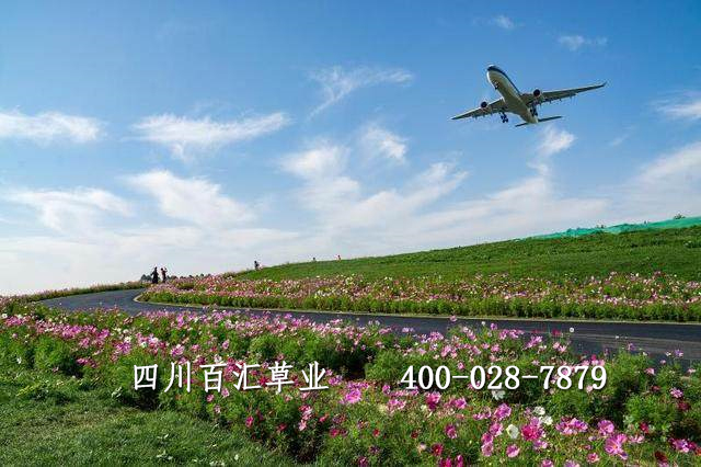 格?；ǚN子多少錢一斤